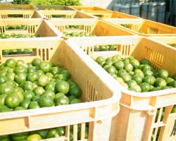 沖縄農園製造部では、沖縄県（シークヮーサー・ゴーヤー・パパイヤなど）や鹿児島県（スモモ）産の果実、野菜を用いて商品作りをしています。